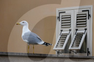 Seagull On Wall In Front Of Residential Window In Trieste