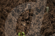 Squirrels Camouflaged In Weeds - Animal India