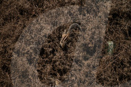 Squirrels Camouflaged In Weeds - Animal India