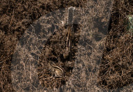 Squirrels Camouflaged In Weeds - Animal India