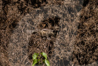 Squirrels Camouflaged In Weeds - Animal India