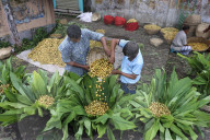 Burmese Grape Harvesting In Bangladesh 