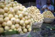 Burmese Grape Harvesting In Bangladesh 