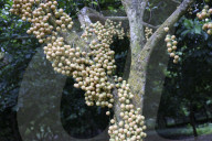 Burmese Grape Harvesting In Bangladesh 
