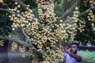 Burmese Grape Harvesting In Bangladesh 