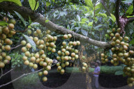 Burmese Grape Harvesting In Bangladesh 