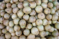 Burmese Grape Harvesting In Bangladesh 