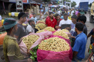 Burmese Grape Harvesting In Bangladesh 