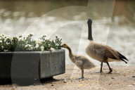Daily Life In The Hague