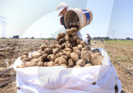 Potato Harvest in China