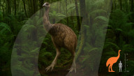 Plan to bring back giant wingless bird from extinction