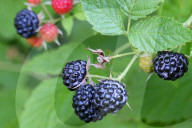Wild Blackberry Picking In Canada
