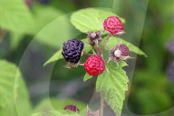 Wild Blackberry Picking In Canada