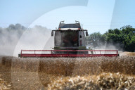 Wheat Harvest In Geveze, France