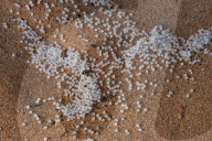 Plastic Nurdles Seen At The Beach In Ambalangoda
