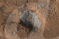 Plastic Nurdles Seen At The Beach In Ambalangoda