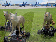 Robot coyotes to deter wildlife from US military airfields