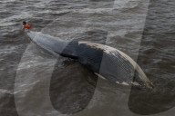 Argentina Whale