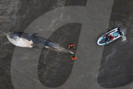 Argentina Whale