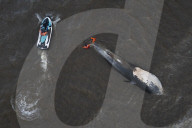 Argentina Whale