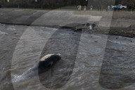Argentina Whale