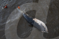 Argentina Whale