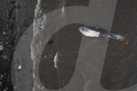 Argentina Whale