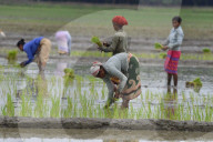 India Agriculture