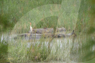 India Wildlife