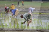 India Agriculture