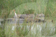 India Wildlife