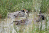 India Wildlife