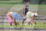 India Agriculture