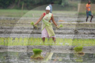 India Agriculture