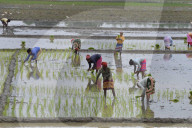 India Agriculture