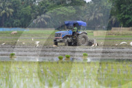 India Agriculture