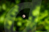 Buck Moon - July Full Moon - Guru Purnima