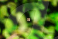 Buck Moon - July Full Moon - Guru Purnima