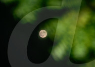Buck Moon - July Full Moon - Guru Purnima