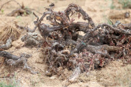 After four years of drought, a good harvest is expected in Catalonia