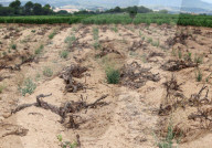 After four years of drought, a good harvest is expected in Catalonia