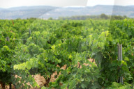 After four years of drought, a good harvest is expected in Catalonia