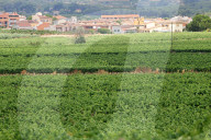 After four years of drought, a good harvest is expected in Catalonia