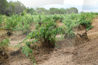 After four years of drought, a good harvest is expected in Catalonia