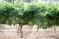 After four years of drought, a good harvest is expected in Catalonia