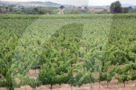 After four years of drought, a good harvest is expected in Catalonia