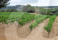 After four years of drought, a good harvest is expected in Catalonia
