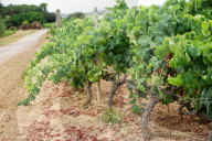 After four years of drought, a good harvest is expected in Catalonia