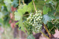 After four years of drought, a good harvest is expected in Catalonia
