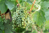 After four years of drought, a good harvest is expected in Catalonia